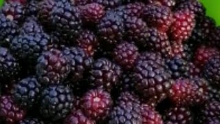 Böğürtlenden Uç Alma Böğürtlen Fidanları Hakkında Bilgi