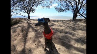 A Day in the life of Archie the Italian Greyhound -- Beach Baby!