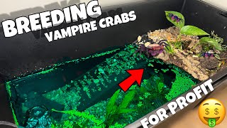 Breeding Vampire Crabs For Profit! (Orange Disco)