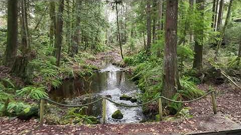 DJI Mavic 3 Cine - Test Videos - Obstacle Avoidance Through Trees