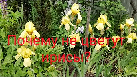 Почему не цветут ирисы?