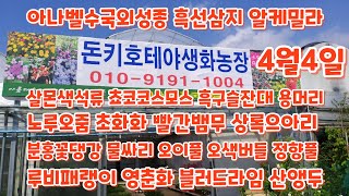 #블러드라임 #분홍꽃댕강 #살몬색석류 #아나벨수국 #물싸리 돈키호테야생화
