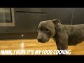 Naiya's Bexhill Holiday Doggy Vlog - Day 1