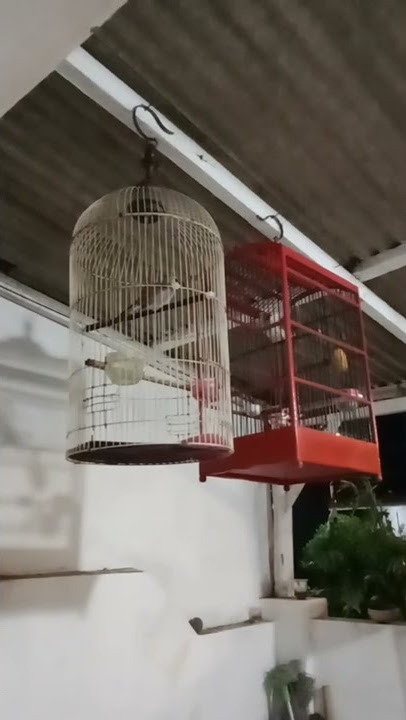 Duet Trucuk gacor Dimalam Hari