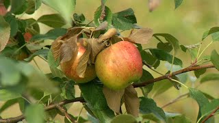 CEAP’s Apple Orchard Produces First Crop
