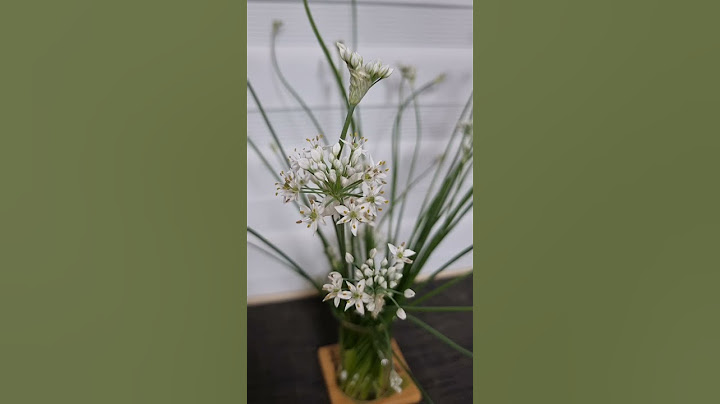 부추꽃 본 적 있으세요?/부추꽃이 이렇게 예쁠 줄이야/Have you ever seen chive flowers?#shorts