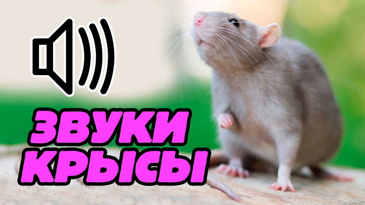 Звуки крыс и мышей слушать. Звук крысы. Звук пищания крысы. Крысиные звуки. Звук мыши.