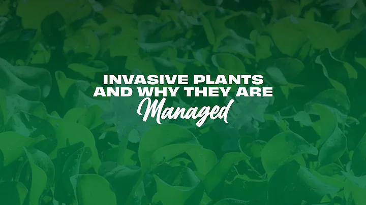 Invasive Plants and Why They are Managed