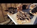 Hunting Wisconsin Druzy Quartz