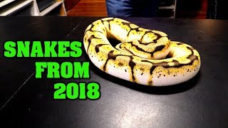 UPDATE!!  Our 2018 additions, how are they doing??   CRAZY colors! Wealth