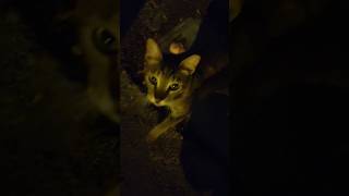 Cute cat | Fed a homeless cat #cat #shorts #cute #relax