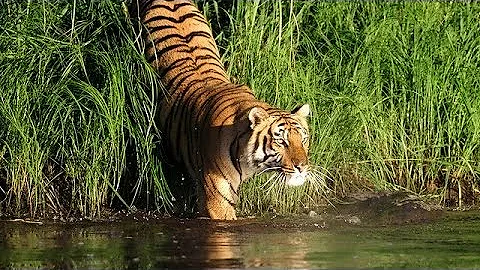 Man Eating Tigers of The Sundarbans (NatureDocumentary) - DayDayNews