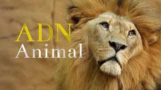 Felinos salvajes: ADN animal: Temporada 1 Episodio 1