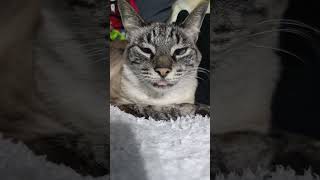 😺 #cat #comedy #comedia #gatos