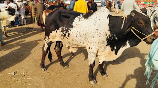 Cow Mandi 2021 || Bakra Mandi Shahpur Kanjra || Cattle Market Lahore