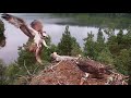 Just shut up and eat! Great excitement as fish arrives on Loch of the Lowes Osprey nest 30 Jul 2020