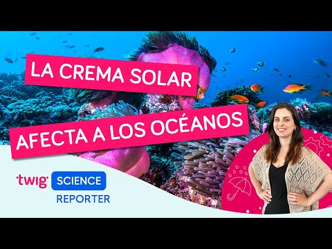 ¿Tu crema solar está dañando el océano? | Twig Science Reporter en Español