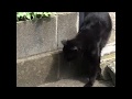 Cat catching cicadas