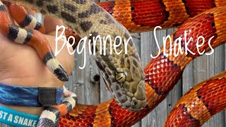 Famous 5 Great Beginner or Entry Level Snakes - 2023 Edition Profile