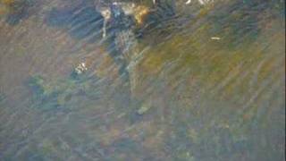 World Record Alligator in Texas