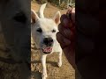 紀州犬の北斗くんオヤツ詐欺に合っても分かって無い(笑)