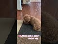 #petshub #puppy #poodle #cutepet #cute #petshub #cutepuppy #petsrule #cuteanimal #puppy #cute
