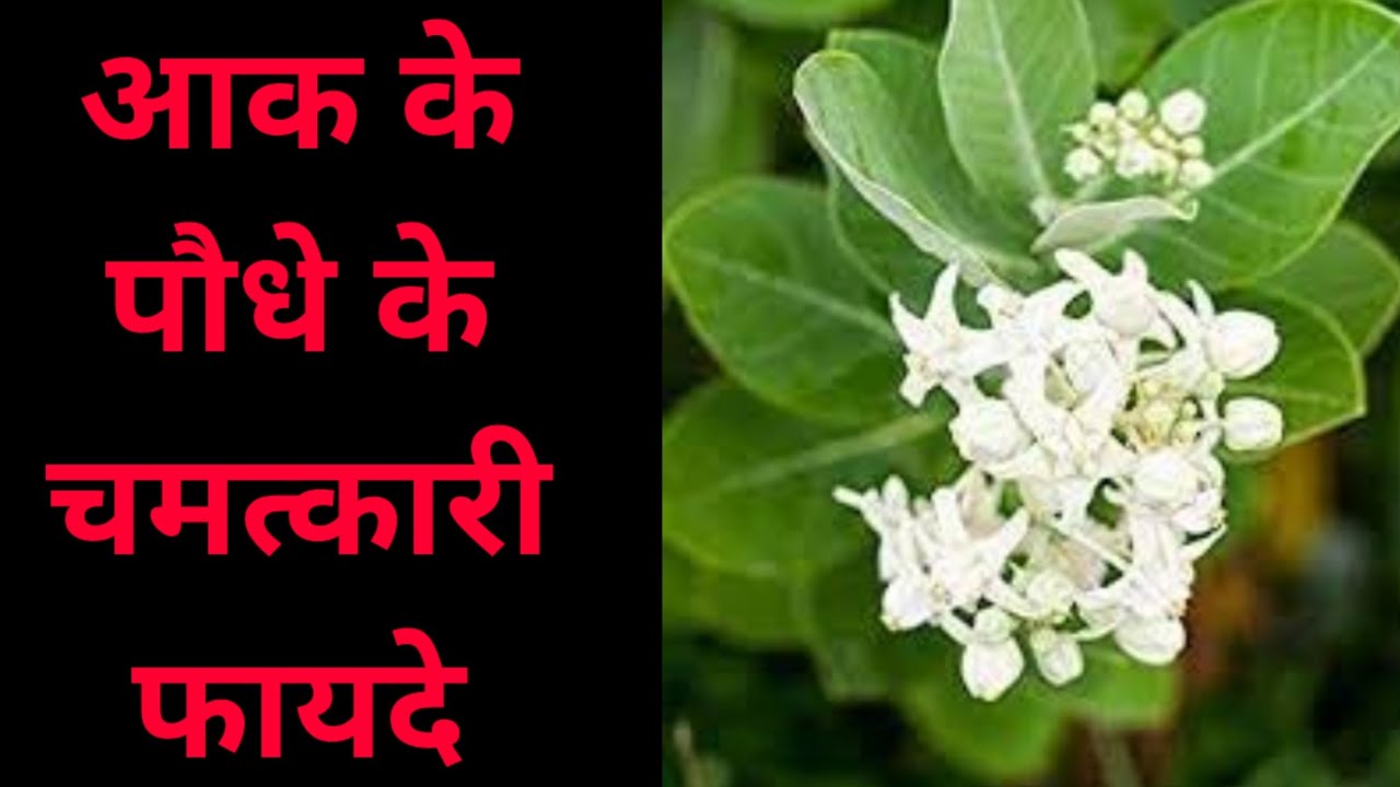 Health Benefits Of Calotropis Gigantea Health Benefits Of Calotropis Gigantea