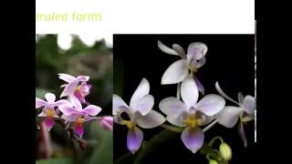 COC - What does Blue mean in the world of Phalaenopsis? - English