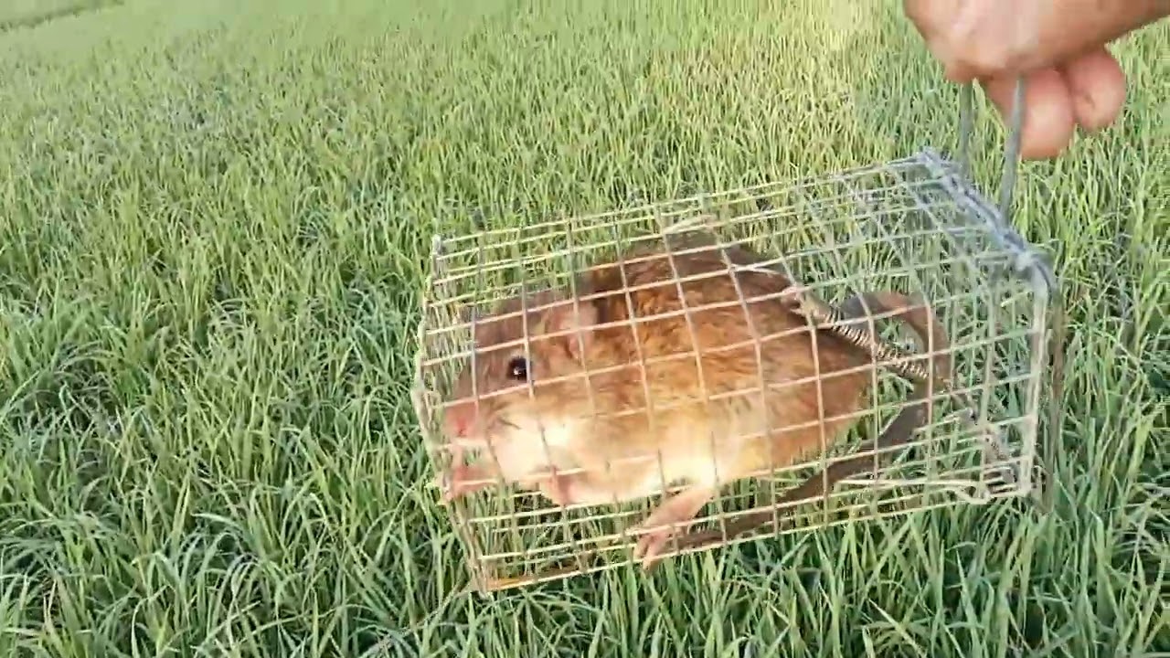 bảy chuộc đầu năm có thành quả #khanh83vlog cuộc sống mưu sinh