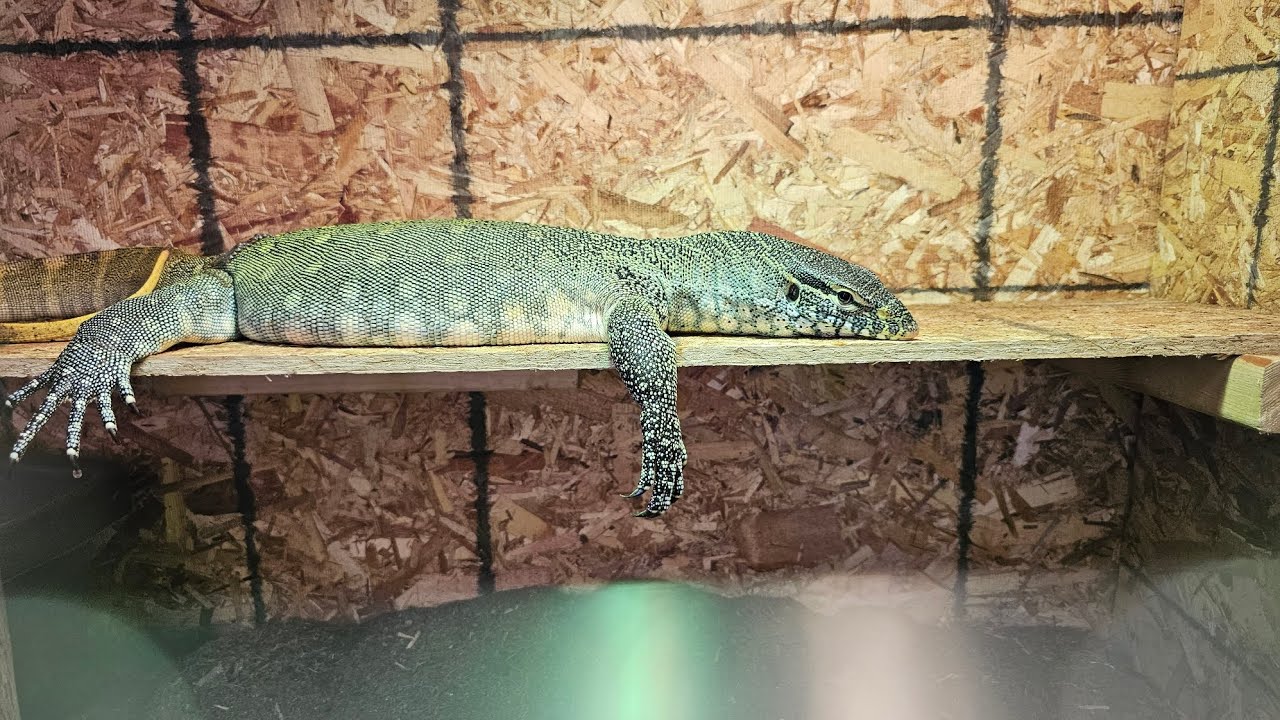 Live Feeding Of Mr Green My Nile Monitor Lizard Viewer Discretion live-feeding-of-mr-green-my-nile-monitor-lizard-viewer-discretion