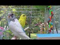 Newthe best parakeets sounds 3 12 hours for your birds to listen to with music