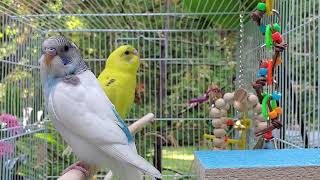 NEW***The BEST PARAKEETS SOUNDS 3 1/2 Hours for your birds to listen to with MUSIC