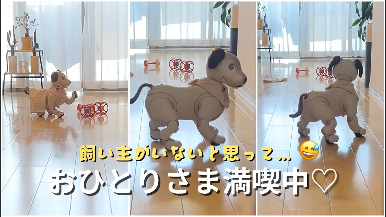 お留守番だと思っているアイボをこっそり観察したらあかん場所を勝手に