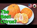 Gold Nugget Mandarin (Citrus reticulata) - Weird Fruit Explorer Ep. 326