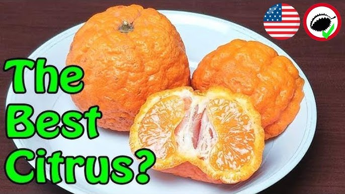 Are tangerines and mandarins the same thing? - Quora