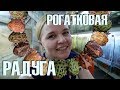 Окрасы лягушек-рогаток! Что интересного?