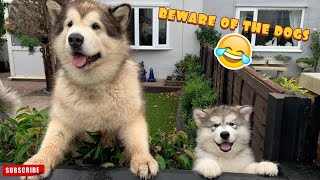 Imagine Coming Home To This! (Cutest Guard Dogs!!)