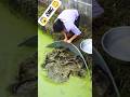 Amazing Traditional Eel Fishing Technique! Village Fishing Video #Shorts #fishing #viral #eelfishing