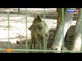 В Белгородском зоопарке у канадских волков родились четыре щенка