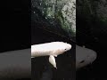 Platinum Ogon aka solid metallic-white Japanese koi fish. Self-identifies as a catfish.