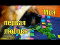 МОЯ ПЕРВАЯ МОРСКАЯ СВИНКА /ШИПУЧКА ПРОТИВНЮЧКА