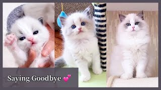 Watch my Kitten grow up by Fairy Elf Dolls 3,286 views 1 year ago 10 minutes, 25 seconds