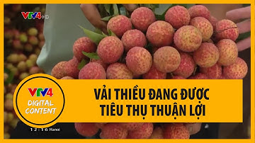 Vải thiều đang được tiêu thụ thuận lợi | VTV4