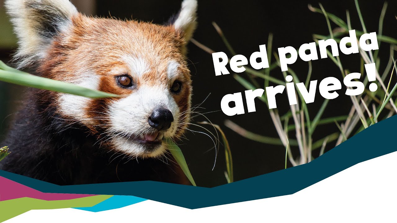 Red Panda - Meet Ember our New Arrival  [Paignton Zoo]