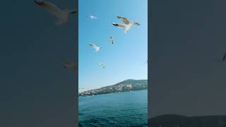 Seabirds Feeding....