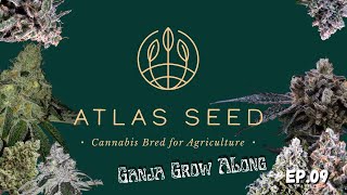 The Ganja Grow Along With Atlas Seeds Fueling Fire Flower