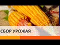 Как правильно собрать урожай и оценить его качество: советы эксперта — ICTV