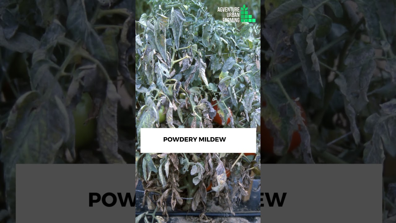 Tomato Plant Diseases || How To Identify, Prevent, and Treat Common Tomato Diseases