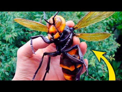 Video: Pământul de diatomee va ucide insectele bune?