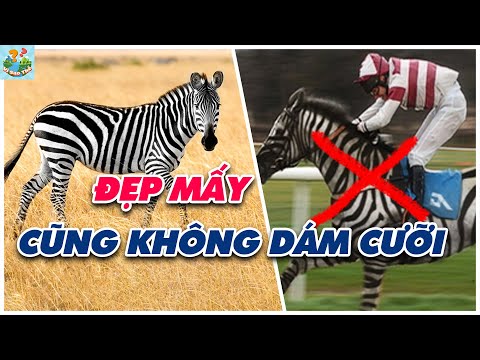 Video: Nơi Zebra sống: Sự thật về sọc